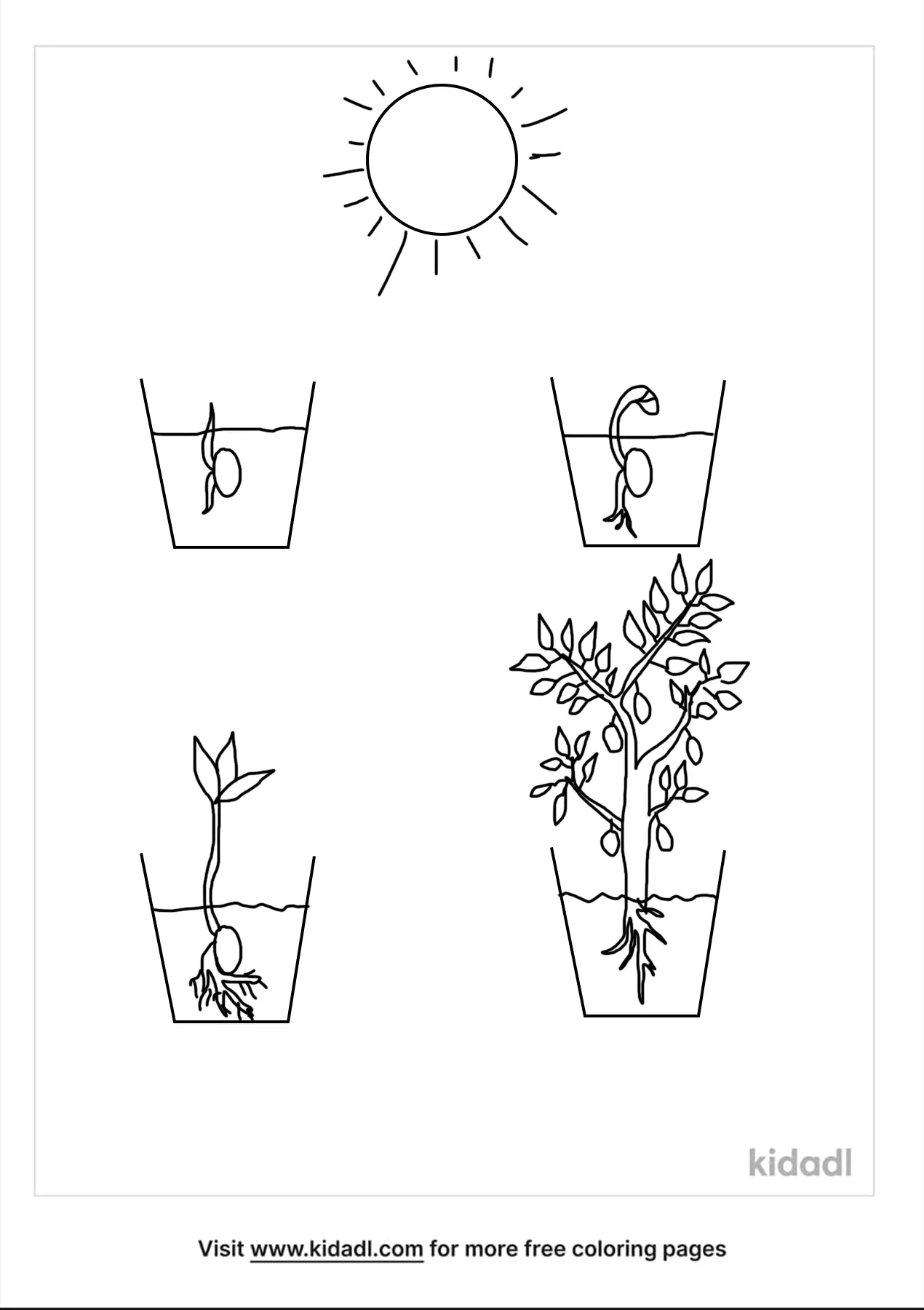 Free plant life cycle coloring page coloring page printables