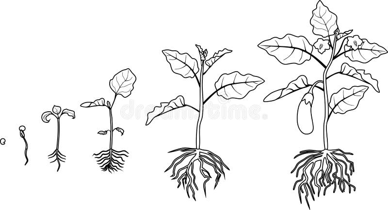 Plant life cycle coloring stock illustrations â plant life cycle coloring stock illustrations vectors clipart