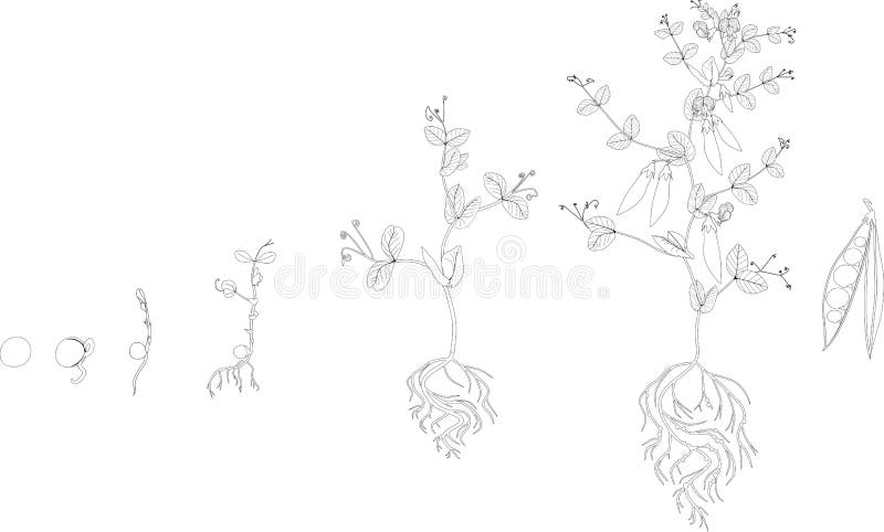 Coloring page life cycle of pea plant stages of pea growth from seed to adult plant with fruits stock vector