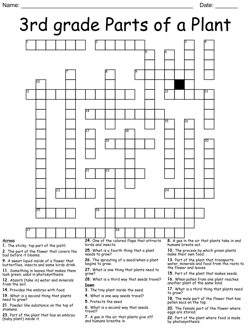 Rd grade parts of a plant crossword