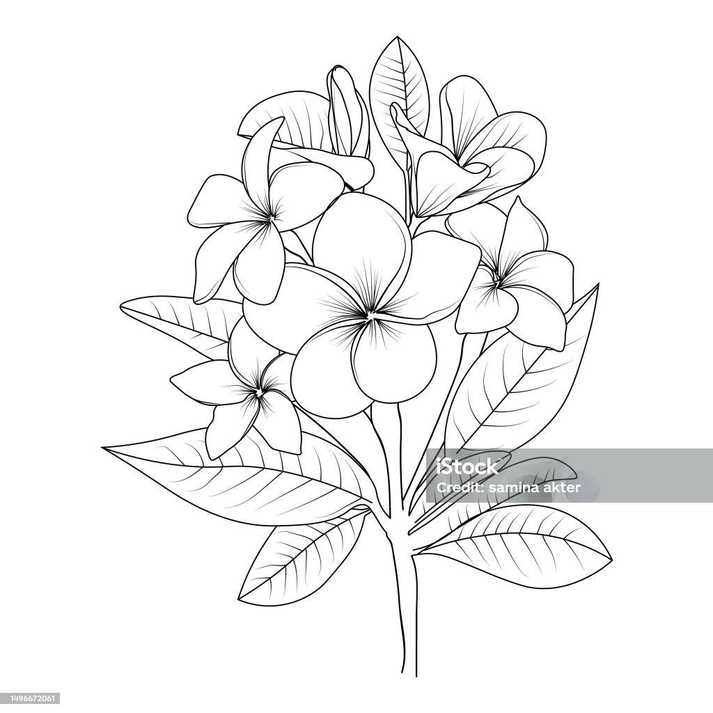 Frangipani flower sketch art vintage style printed for cute flower coloring pages vector illustration of a beautiful plumeria flower and leaves realistic frangipani drawing blossom frangipani pencil art isolated on white background