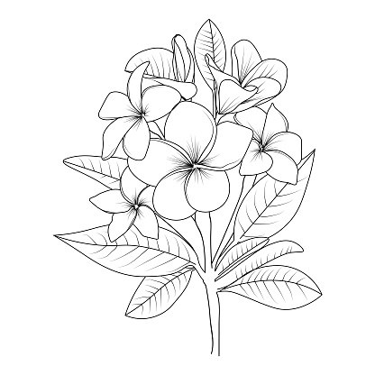 Frangipani flower sketch art vintage style printed for cute flower coloring pages vector illustration of a beautiful plumeria flower and leaves realistic frangipani drawing blossom frangipani pencil art isolated on white background
