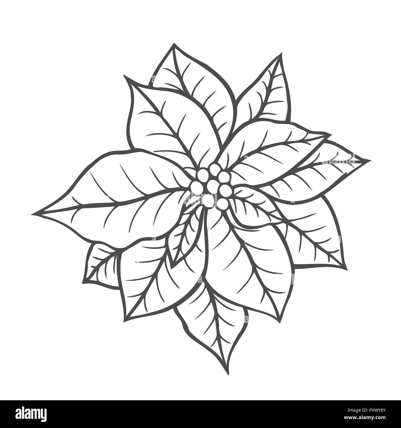 Poinsettia isolated christmas flower vintage artwork black and white coloring book page for adult hand drawn holiday concept for greeting card stock photo