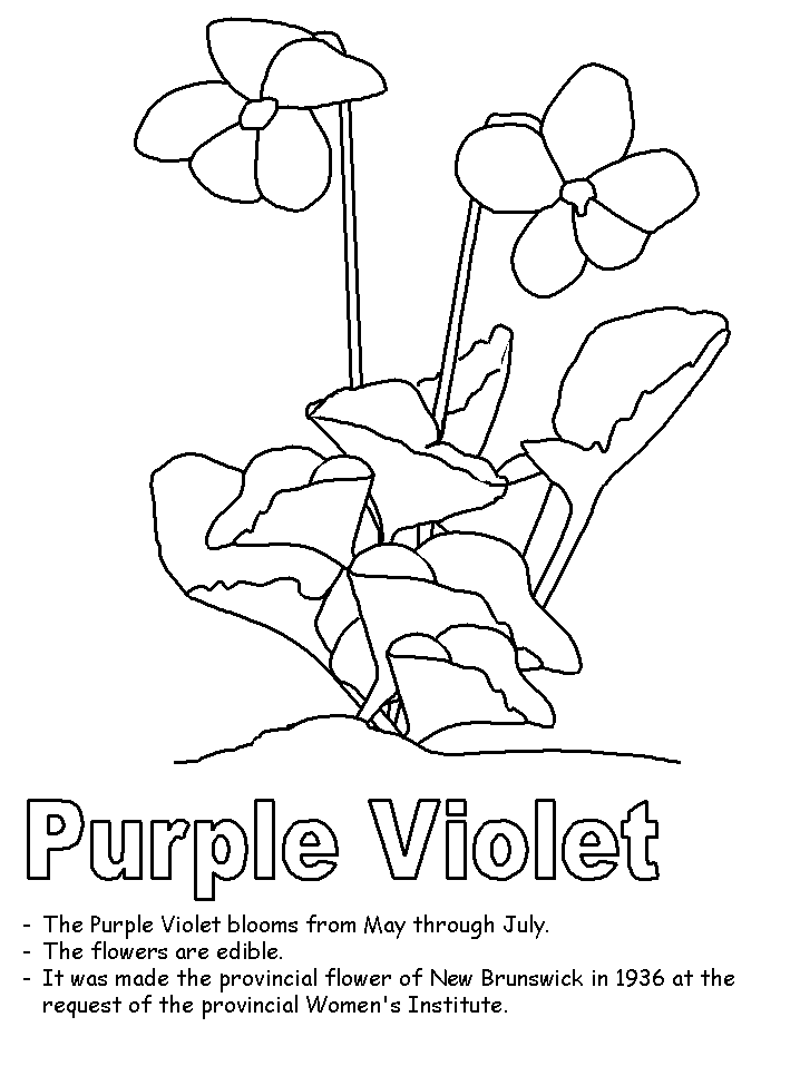 Violet coloring pages