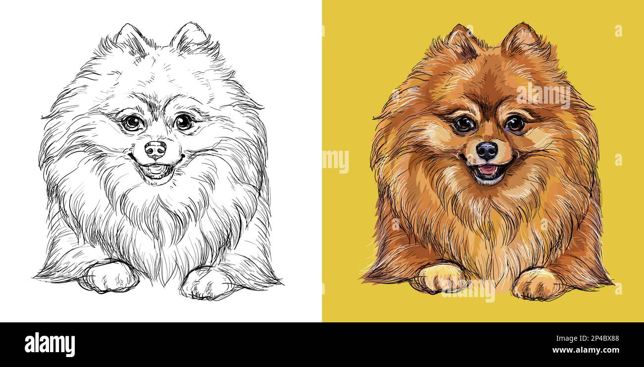 Realistic head of pomeranian dog vector black and white and colorful isolated illustration of dog for decoration coloring book design print post stock vector image art
