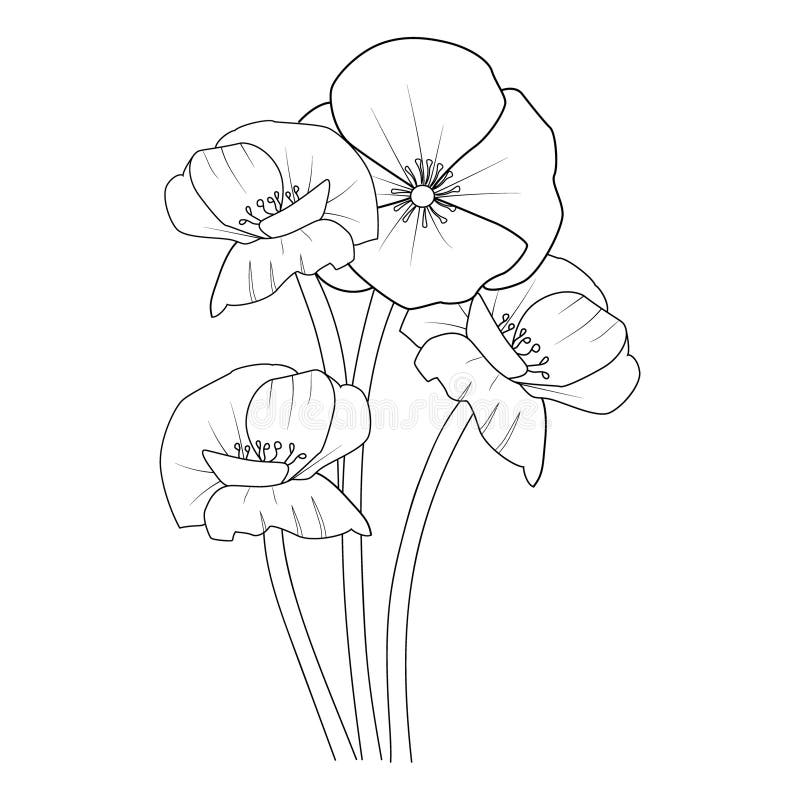 Simple poppy flower outline drawings poppy flower coloring pages for kids hand drawing poppy flower stock vector