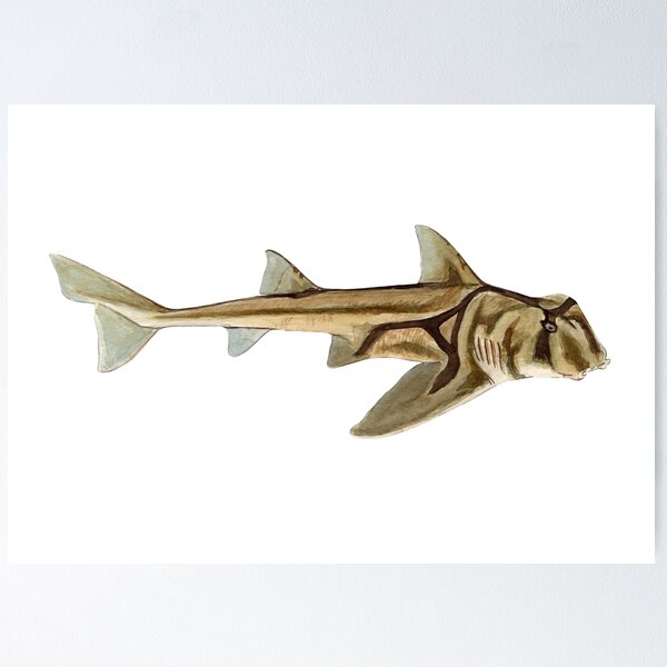 Port jackson shark heterodontus portjacksoni poster by beatriz abaitua