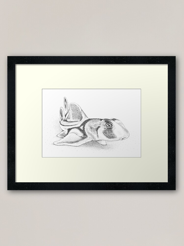 Baby port jackson shark ink drawing