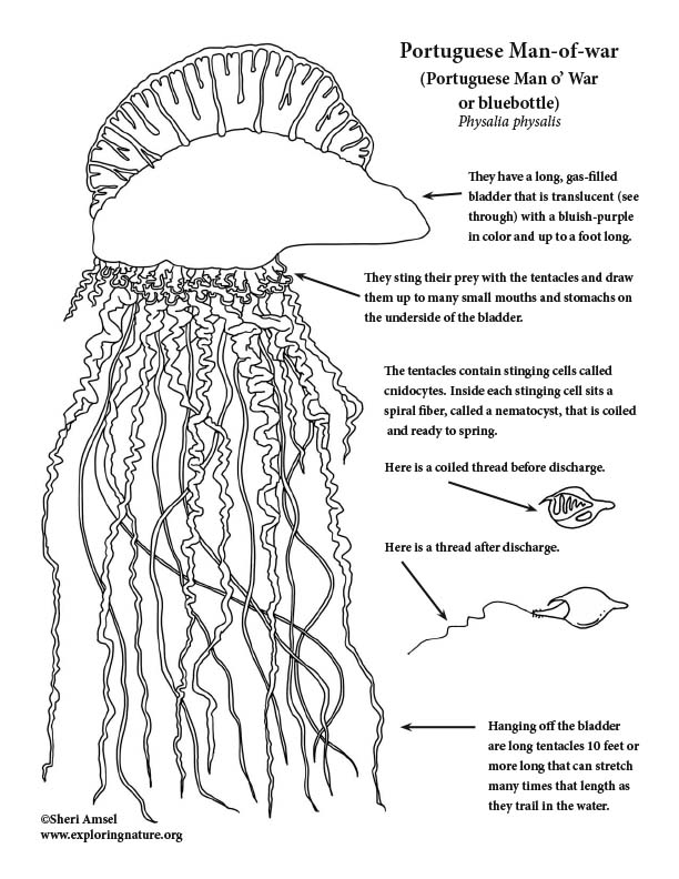 Portuguese man