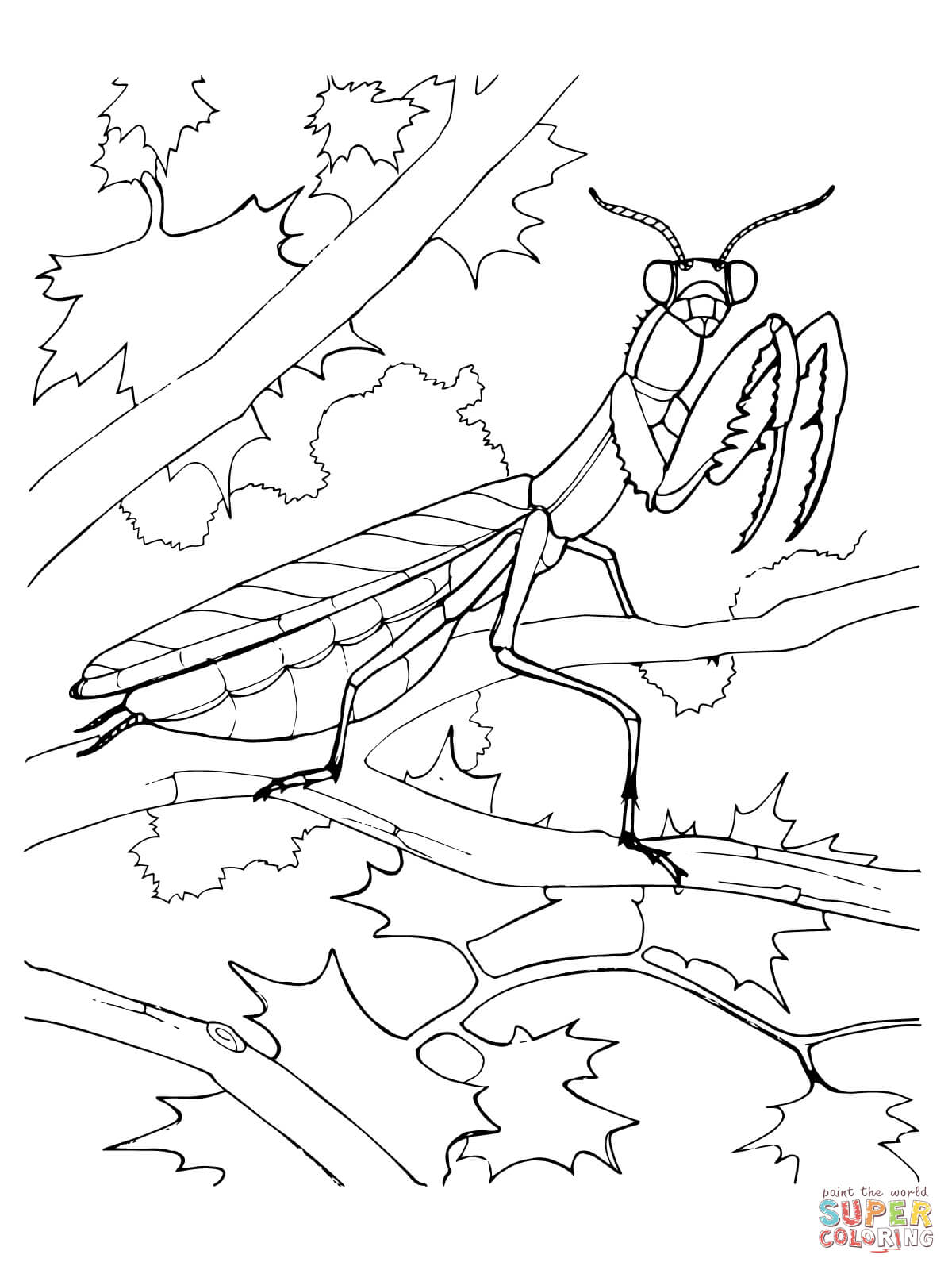 Praying mantis coloring page free printable coloring pages