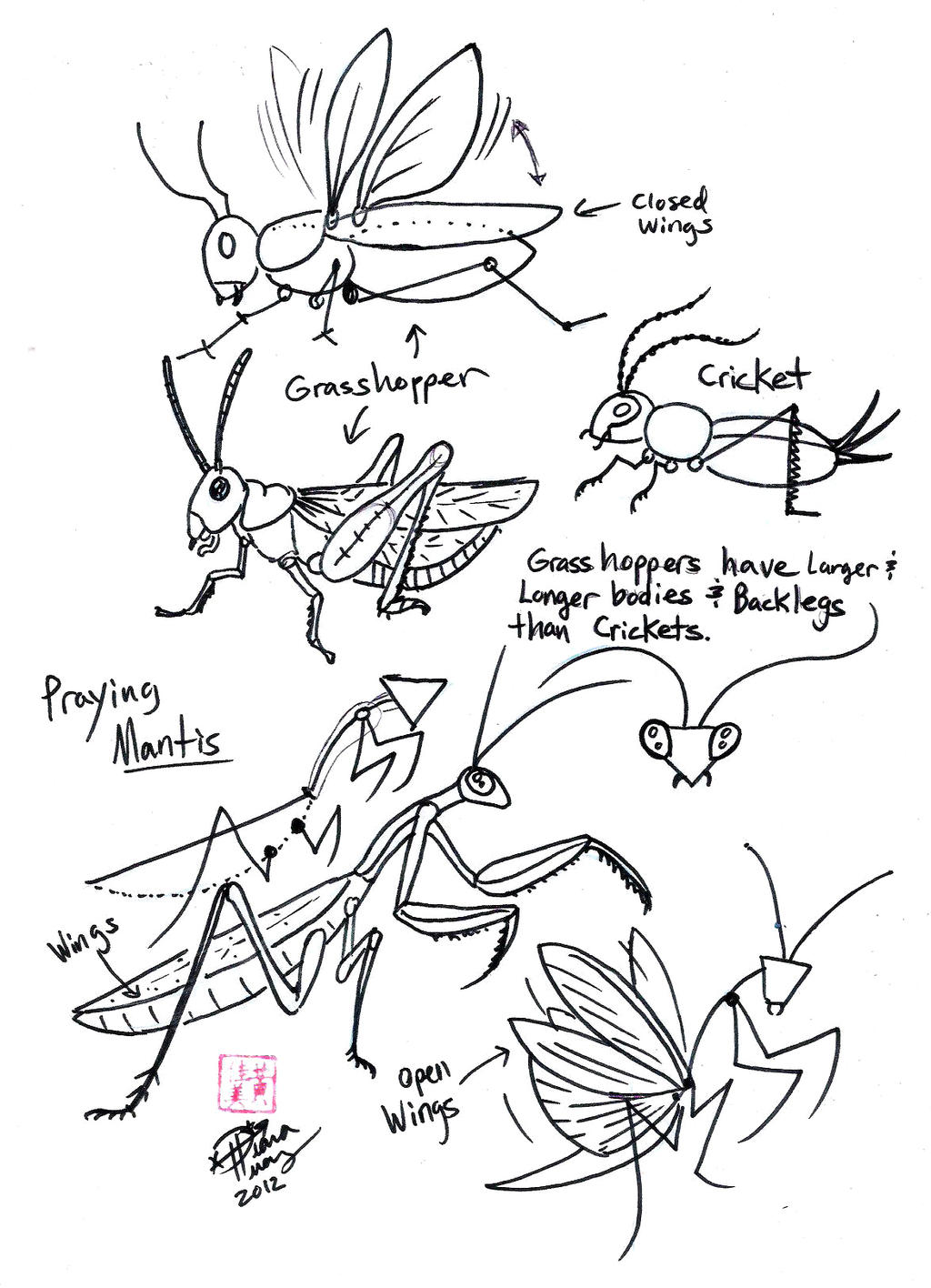Draw grasshopper cricket and praying mantis by diana