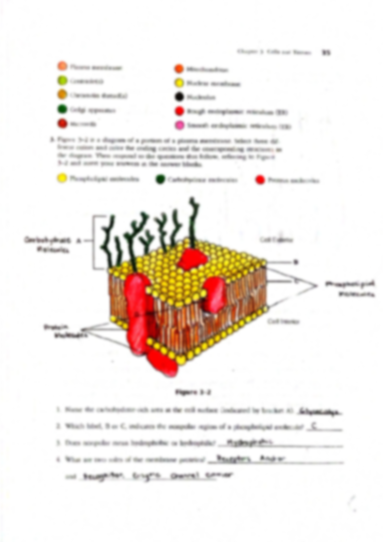 Solution answer key essentials of anatomy and physiology by elaine marieb coloring workbook chapter cells and tissues