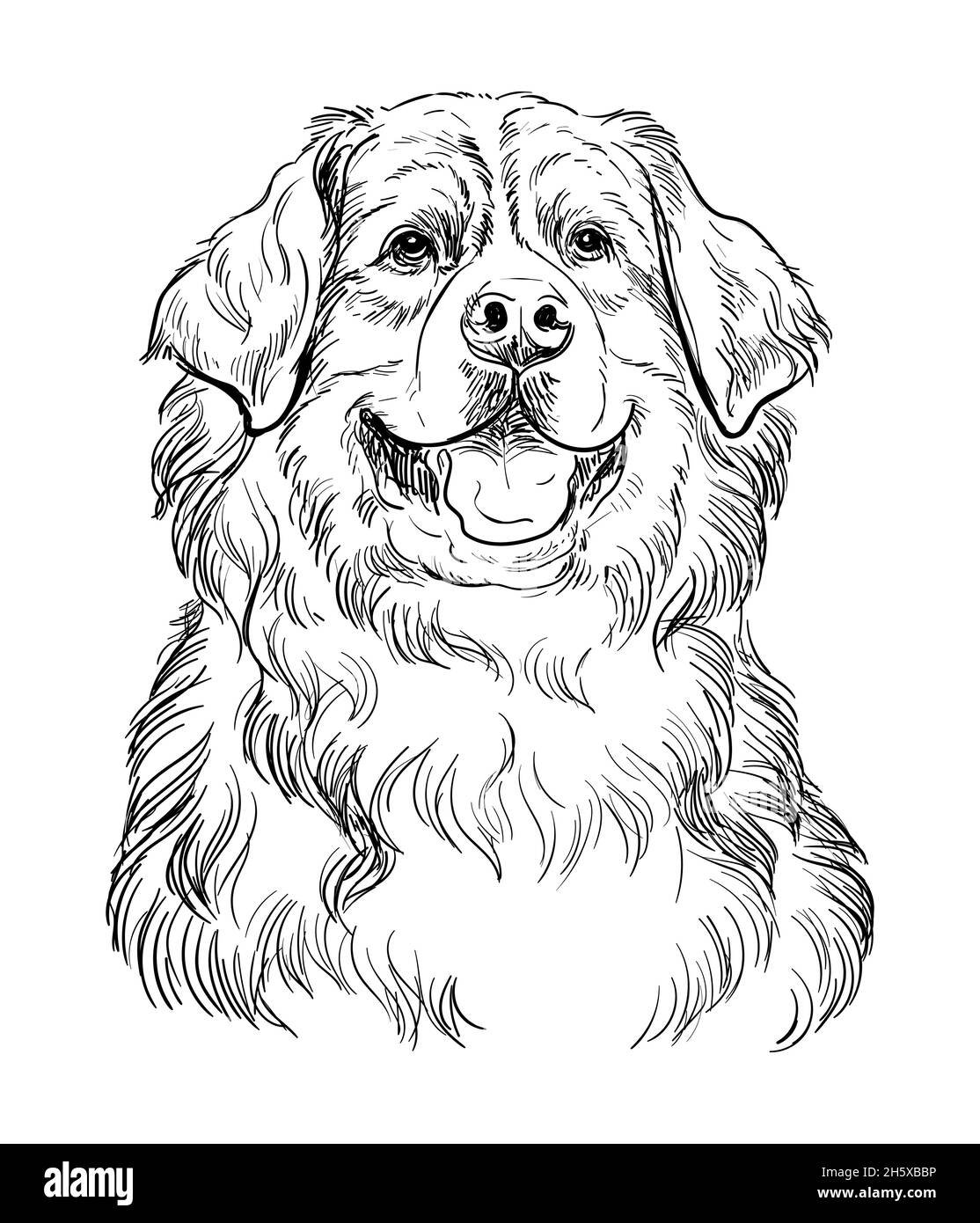 Realistic head of bernese mountain dog vector hand drawing illustration isolated on white background for decoration coloring book pages design pri stock vector image art