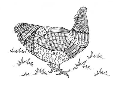 Colorful chicken adult coloring page