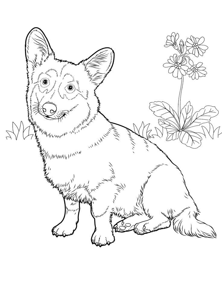 Corgi coloring pages