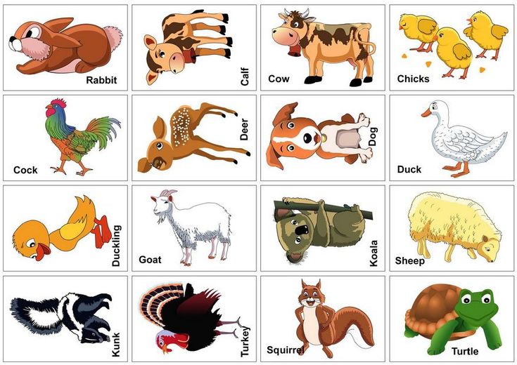 Free printable animal pictures