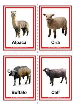 Farm animals adult and baby flashcards
