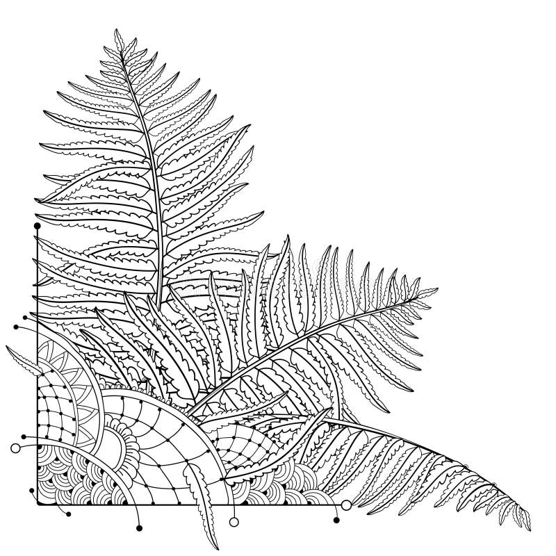 Coloring fern stock illustrations â coloring fern stock illustrations vectors clipart
