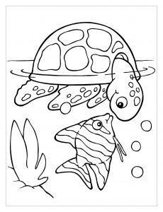 Turtles