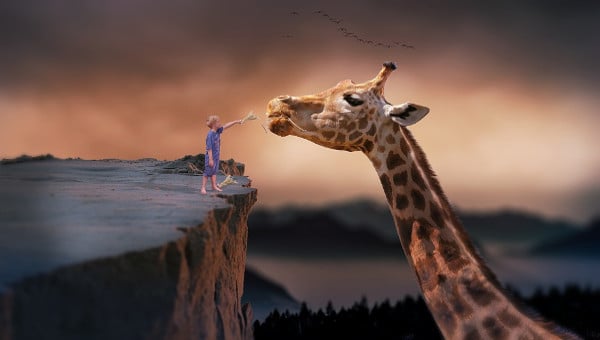 Giraffe animal s
