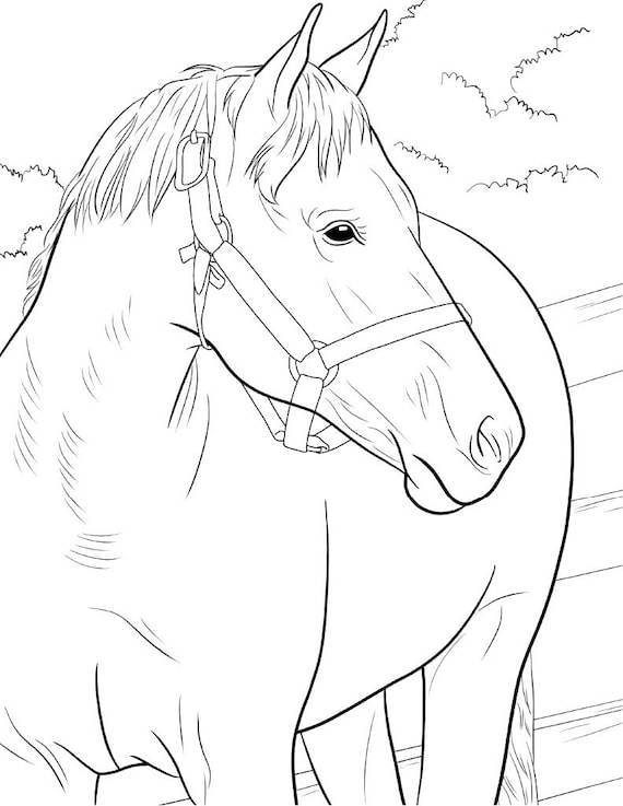 Adult coloring page instant download beautiful horses printable
