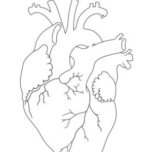 Anatomy coloring pages printable for free download