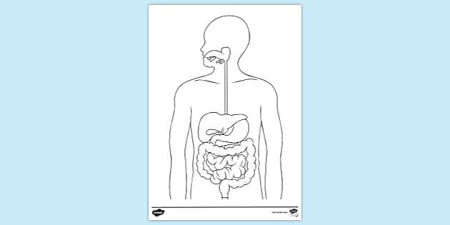 Free printable anatomy and physiology colouring page