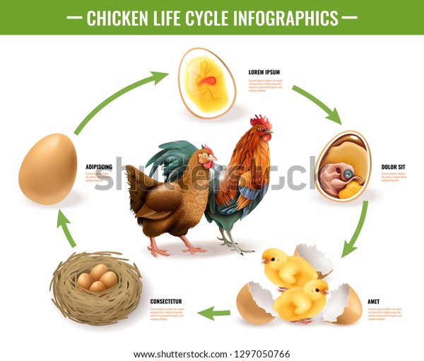 Hundred chicken life cycle royalty