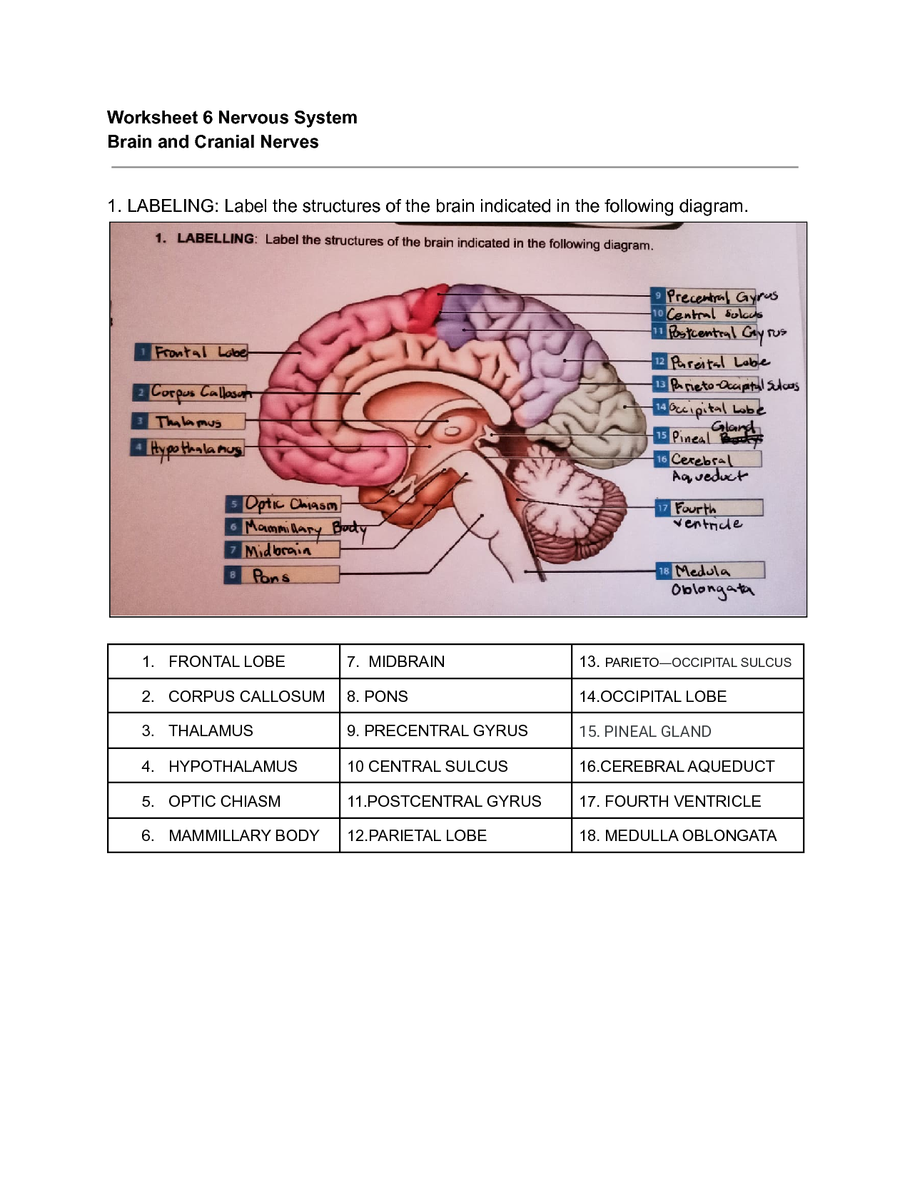 Solution basic human anatomy worksheet nervous system brain and cranial nerves