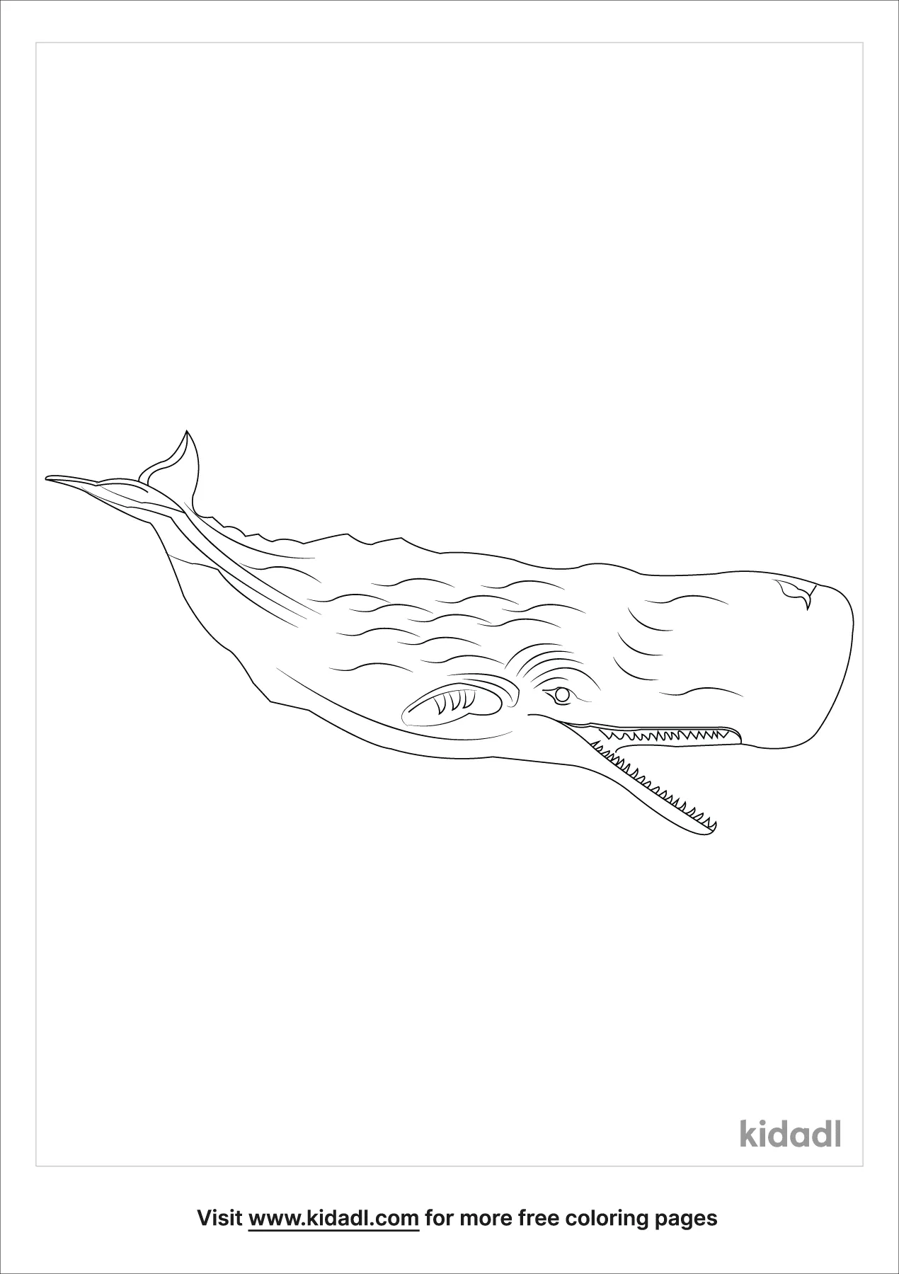 Free realistic sperm whale coloring page coloring page printables