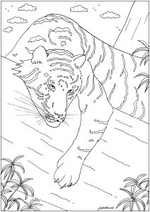 Tigers