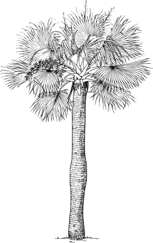 Vintage puerto rican hat palm coloring page free printable coloring pages