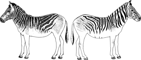 Vintage zebras back to back coloring page free printable coloring pages