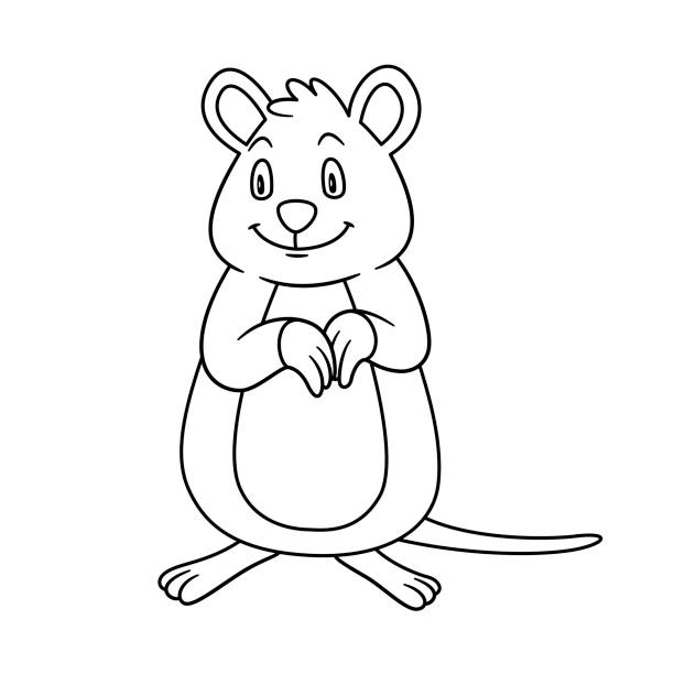 Animal quokka illustration for pre school education kindergarten and kids and children coloring page and books zoo topic australian mammal setonix brachyurus smiling with happy face stock illustration