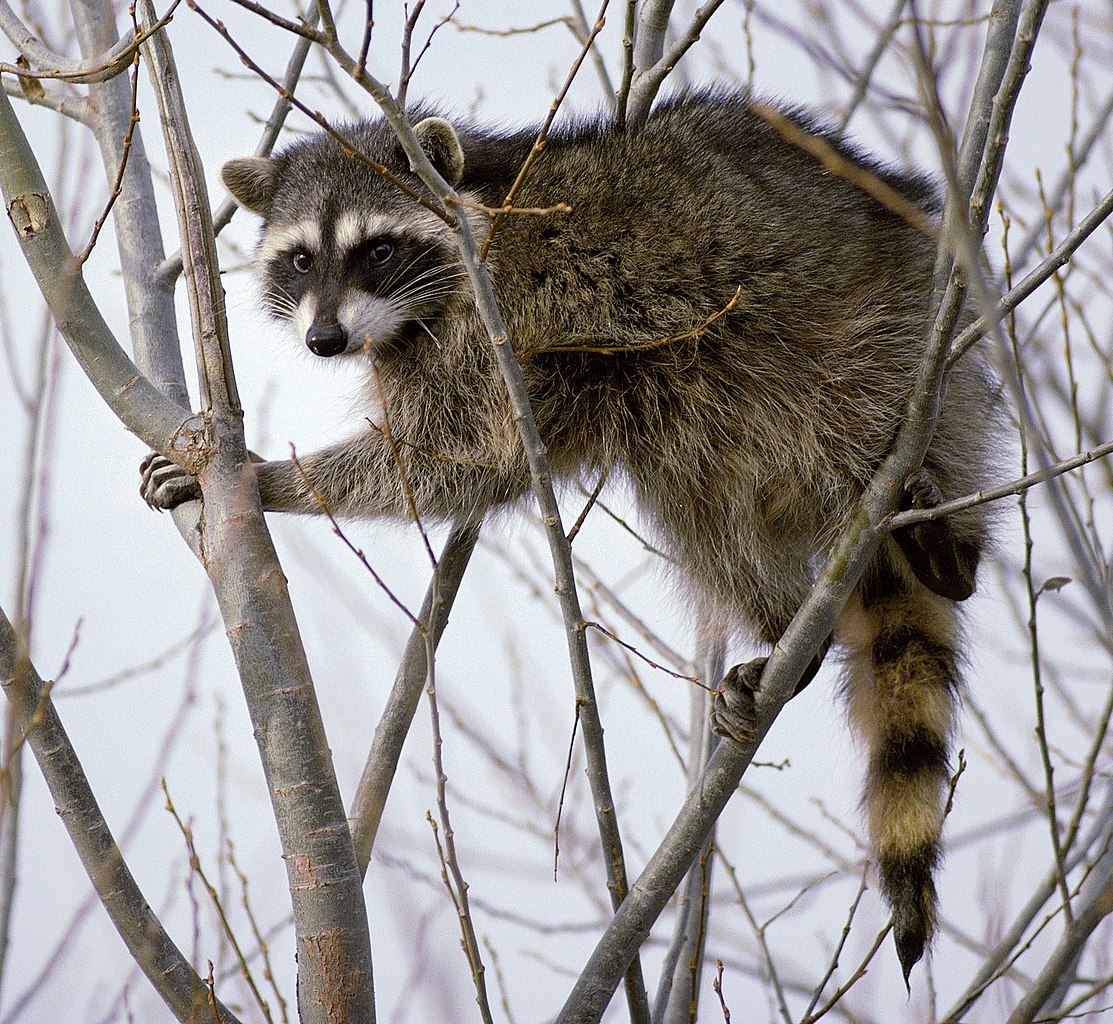 Fileraccoon clibing in tree