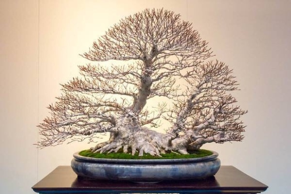 Trees japanese bonsai pots blog