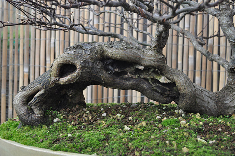 Bonsai bark promoting and expanding the bonsai universe page