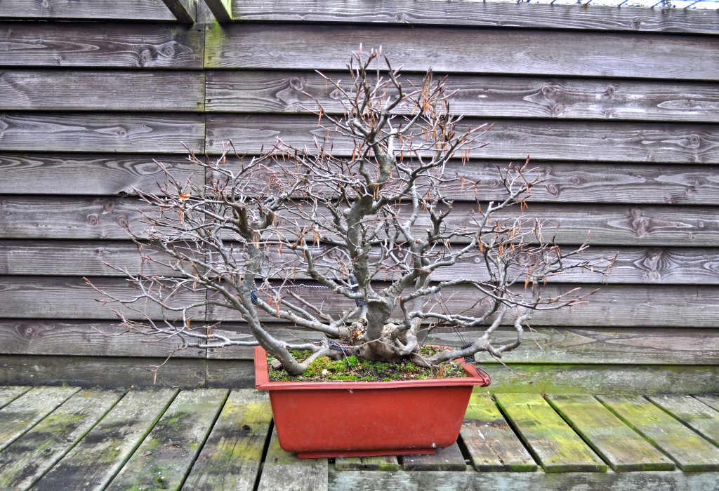 The bonsai blog of hans van meer â page â real bonsai addict storys