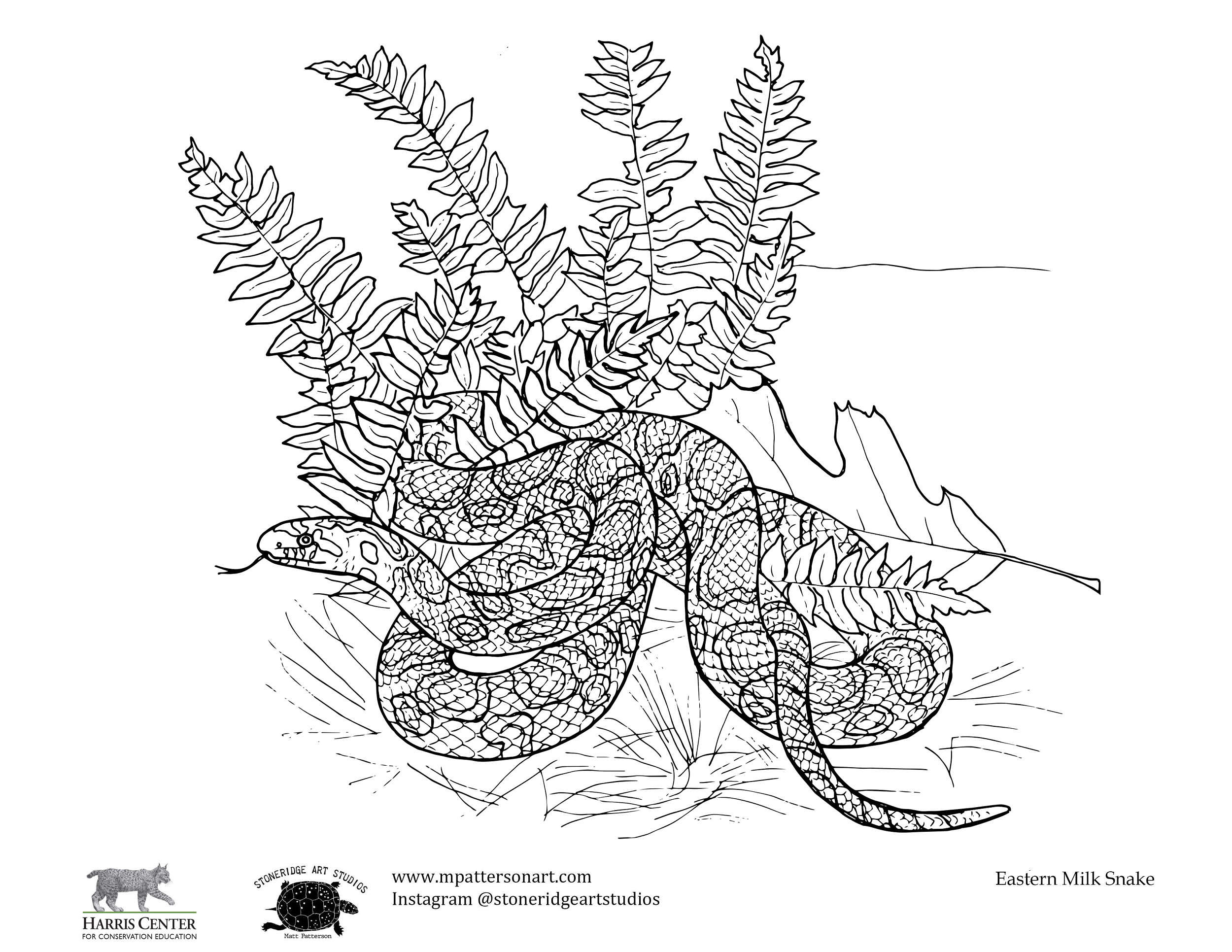 Celebrate snakesâ coloring contest for kids harris center
