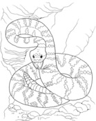 Rattlesnake coloring pages free coloring pages