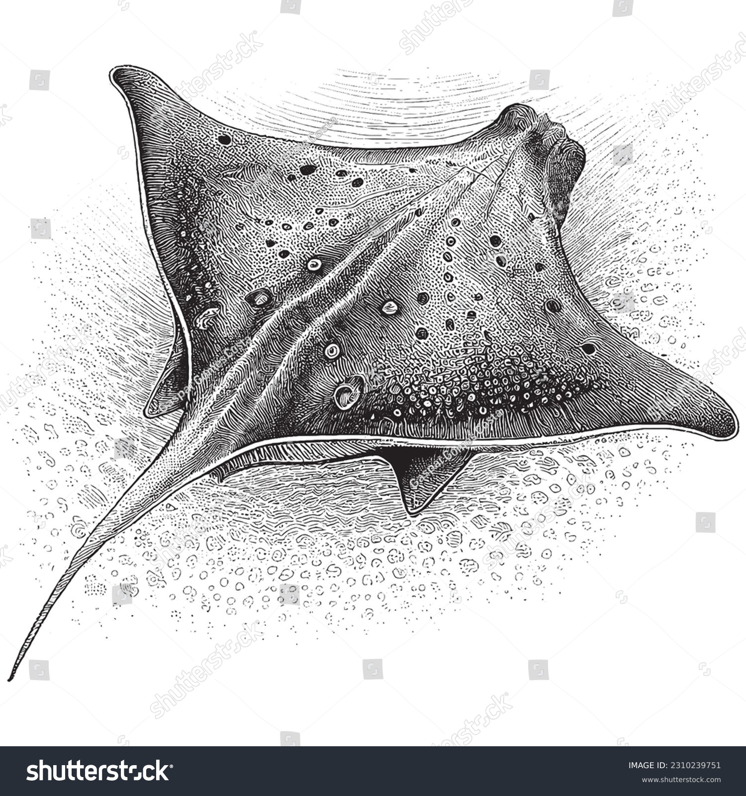 Mantarraya mãs de vectores de stock y arte vectorial con licencia libres de regalãas
