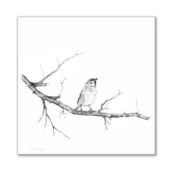 Charcoal pencil drawing of sparrow on tree branch print of