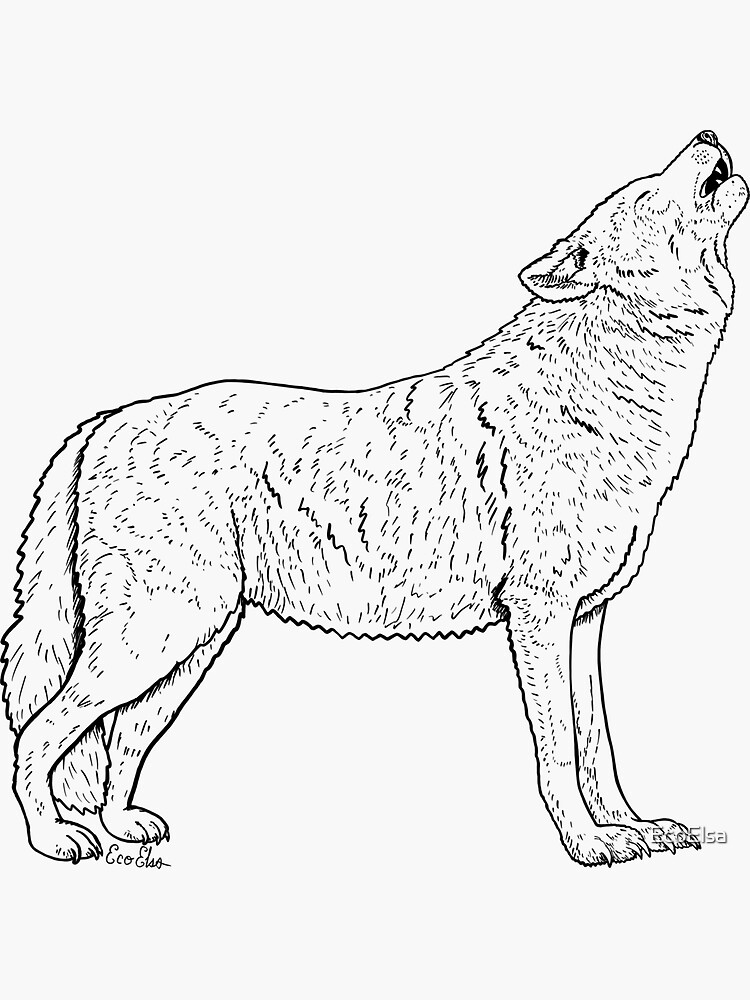 Gray wolf drawing