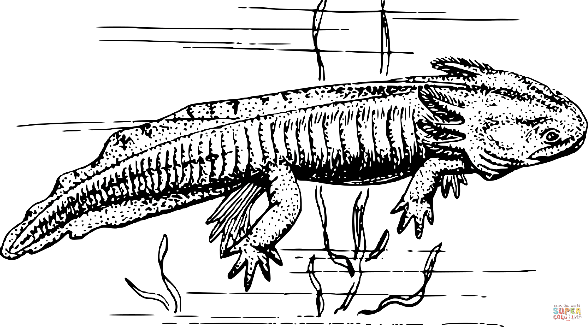Vintage axolotl coloring page free printable coloring pages