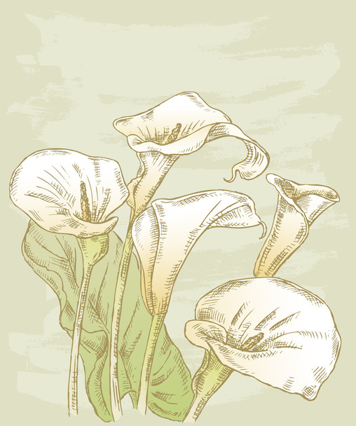 Calla free stock vectors