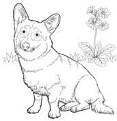 Corgi coloring pages free coloring pages