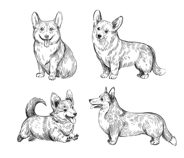 Thousand corgi sketch royalty