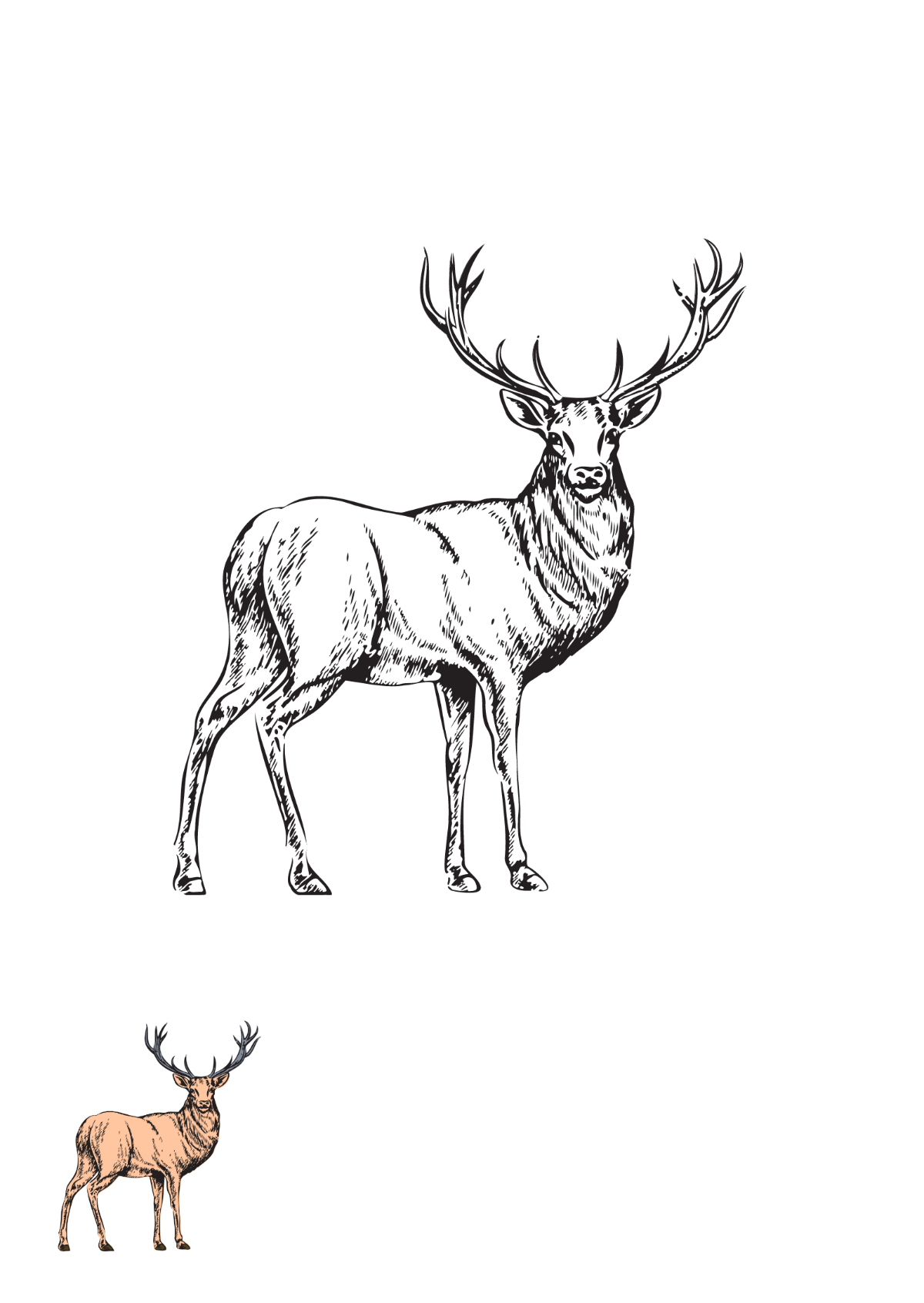 Free deer coloring page s examples