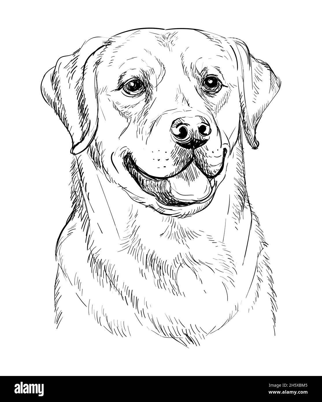 Realistic head of labrador retriever dog vector hand drawing illustration isolated on white background for decoration coloring book pages design p stock vector image art