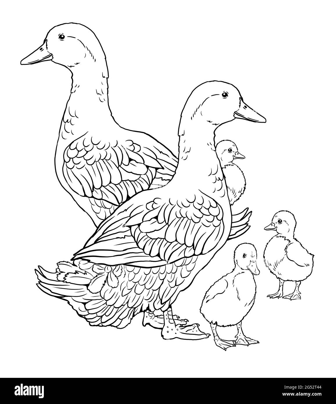 Cartoon goose coloring page hi